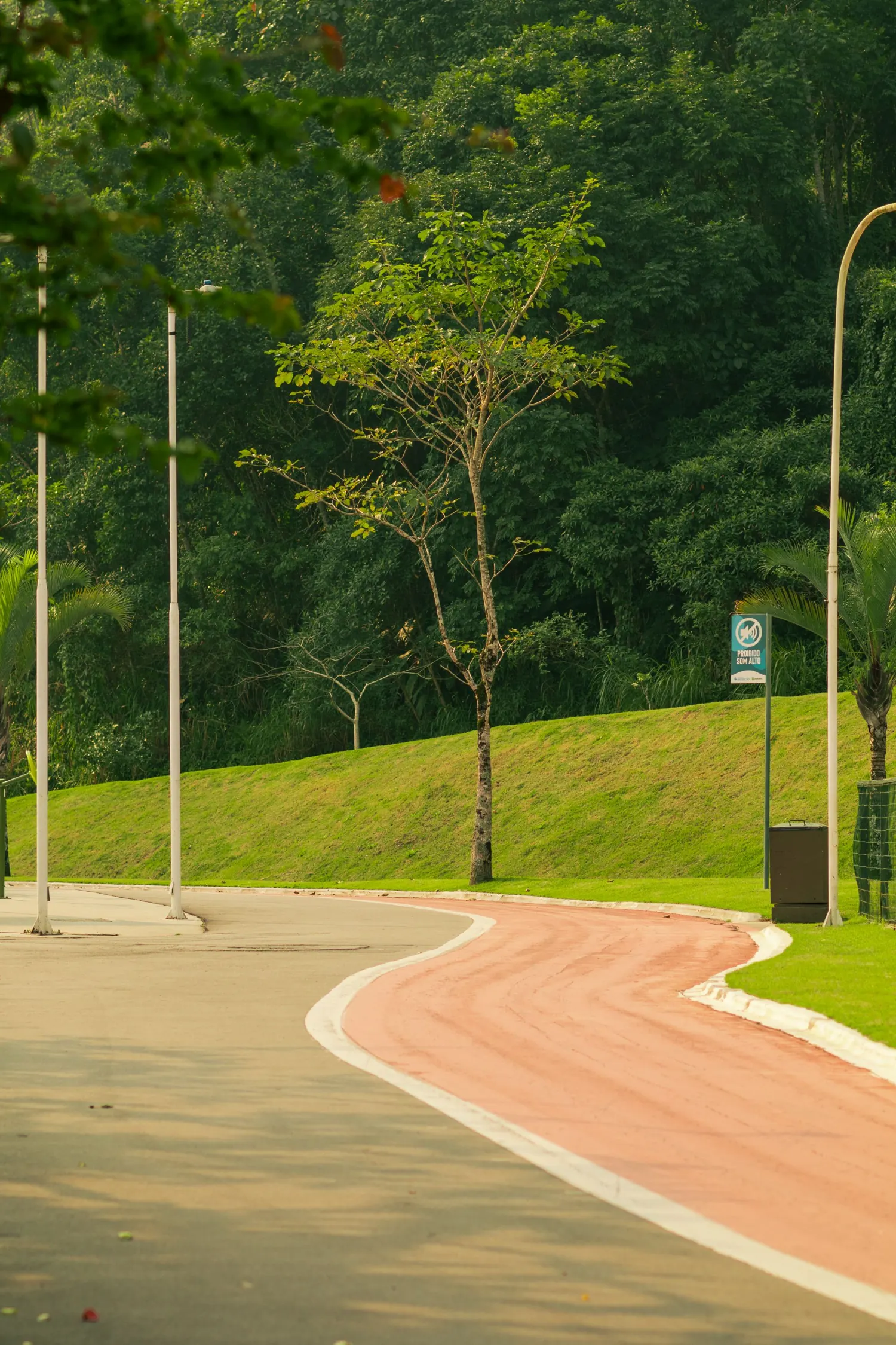 A curving running path through a green park lined with trees
